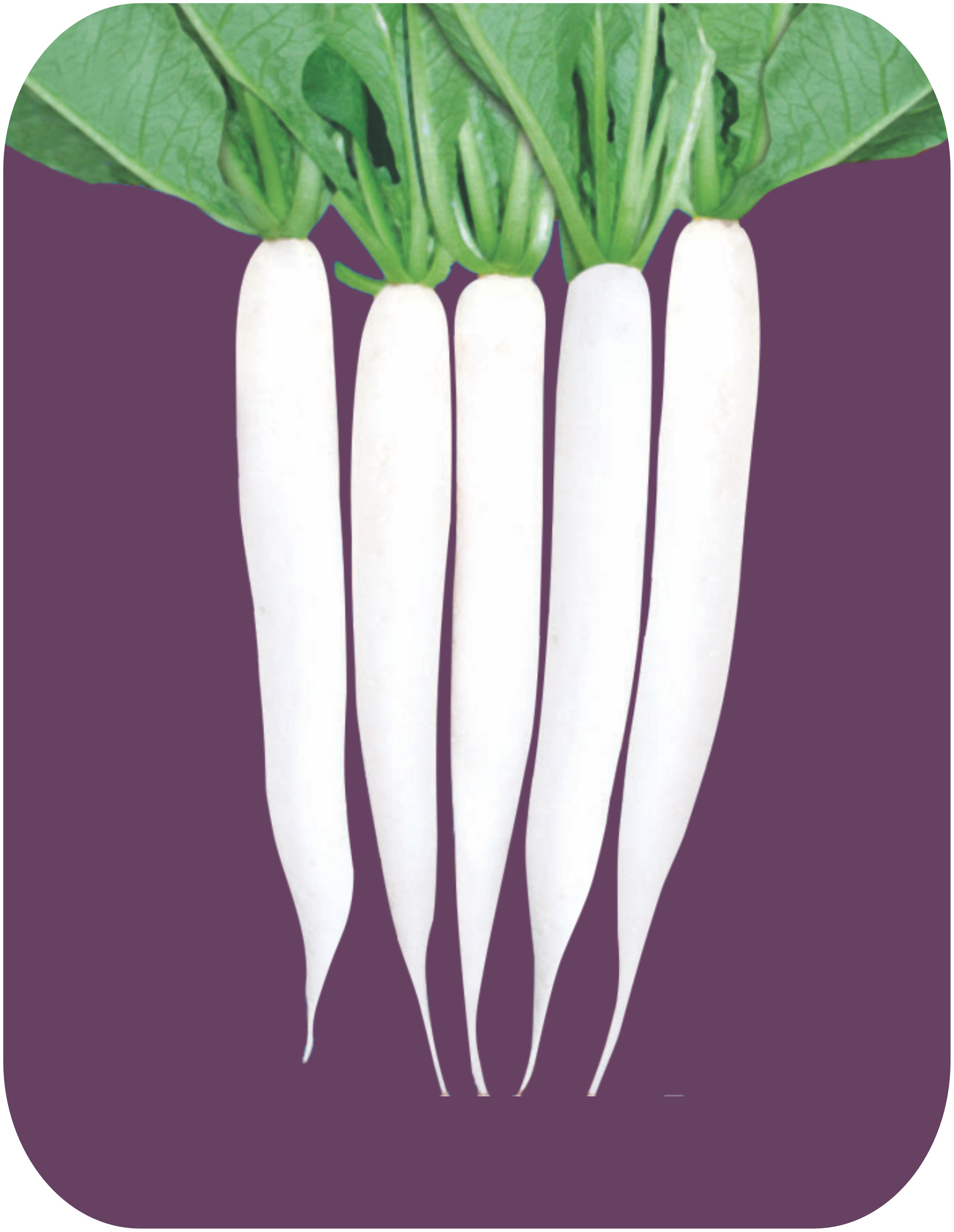 RADISH