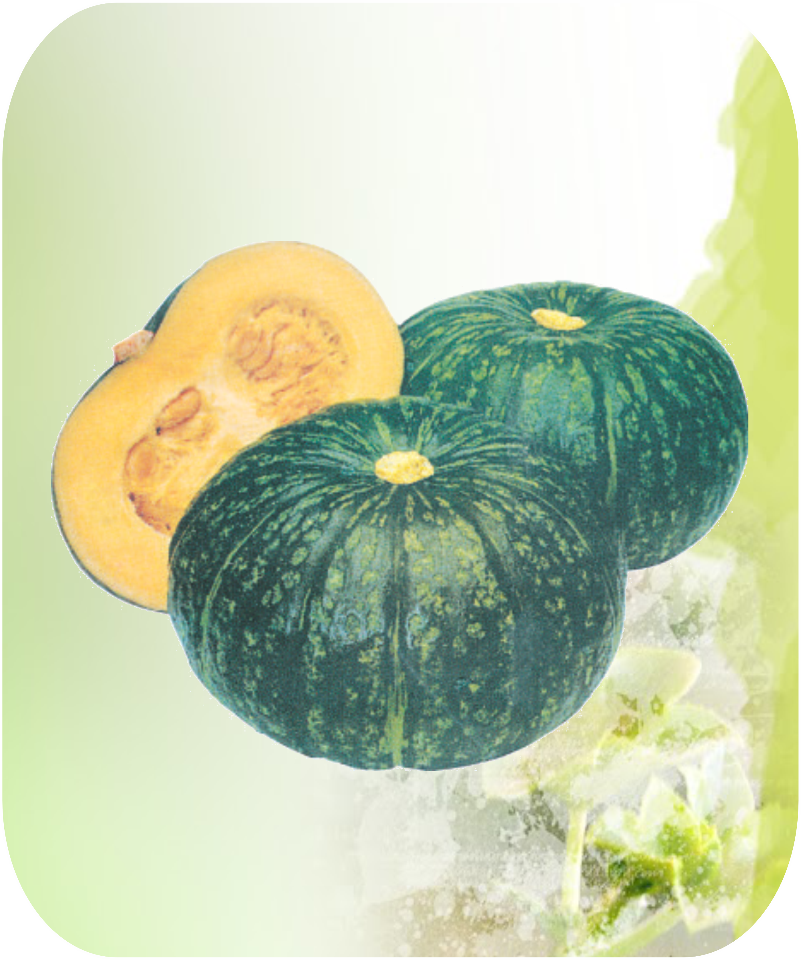 PUMPKIN