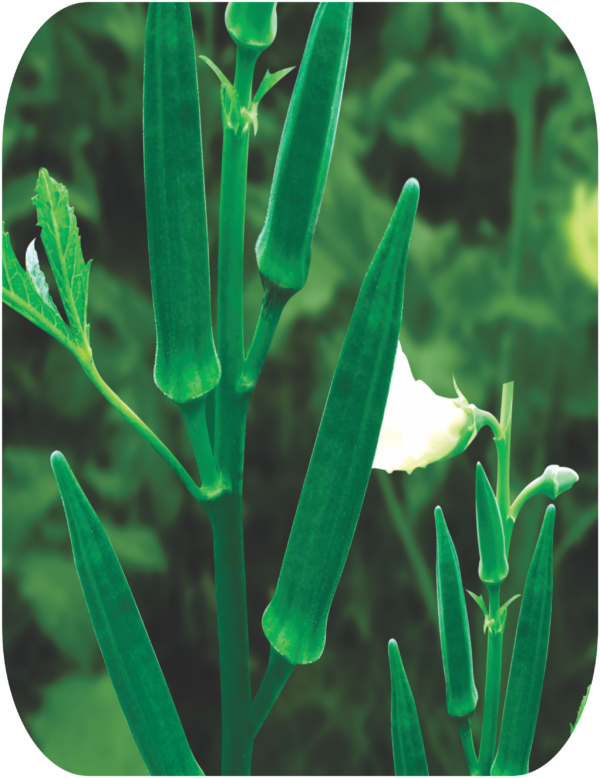 OKRA