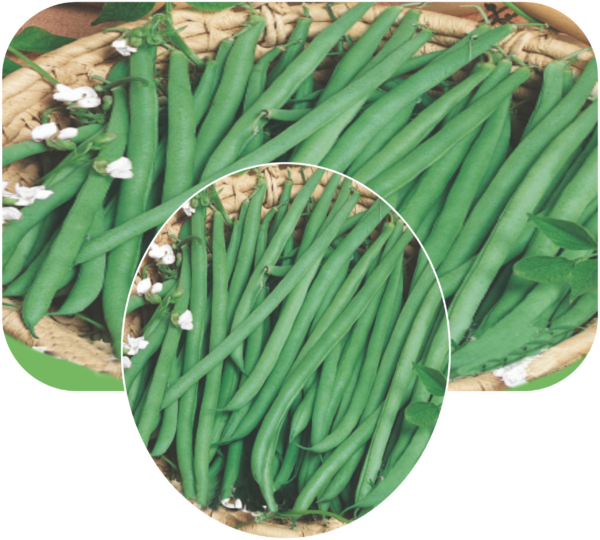 Research-66 Bean Phaseolus Vulgaris