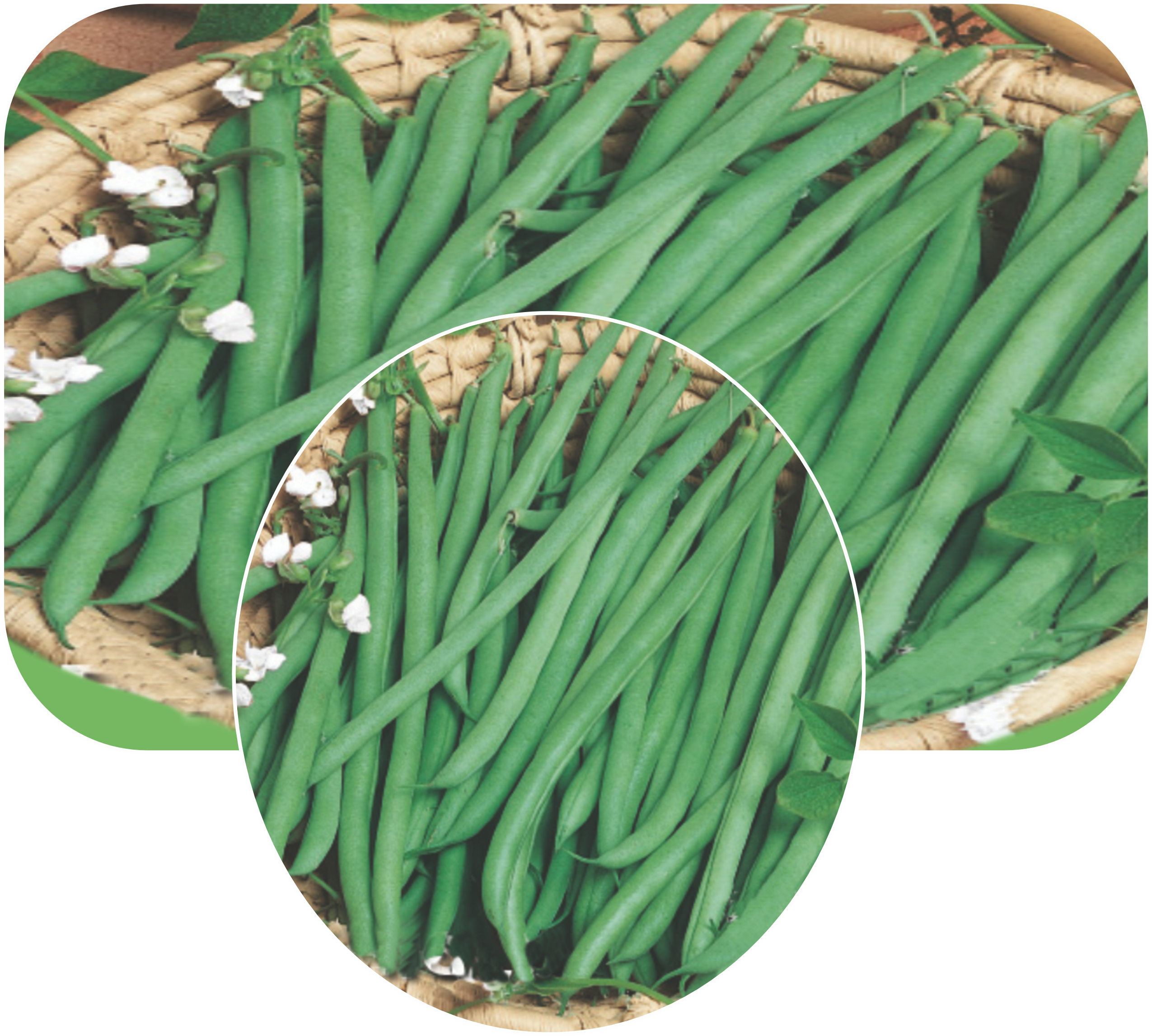 Research-66 Bean Phaseolus Vulgaris