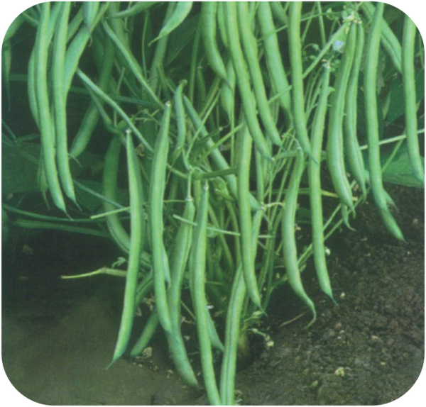 Research Bean USA - Bean Phaseolus Vulgaris