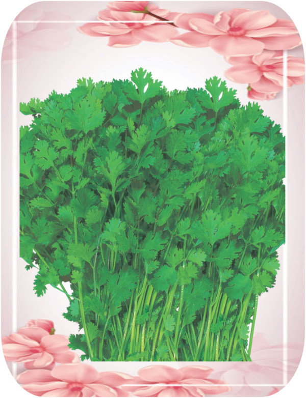 CORIANDER