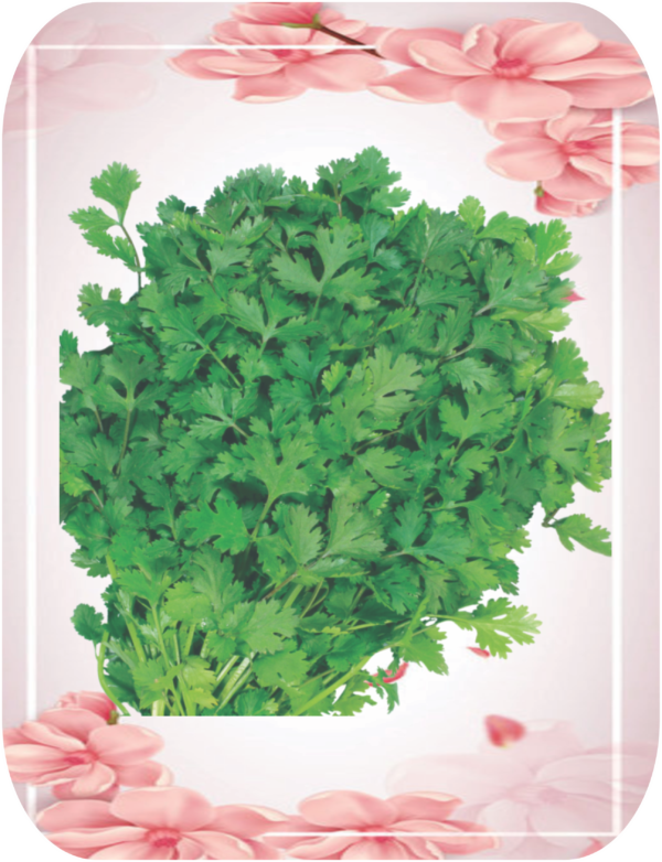 CORIANDER