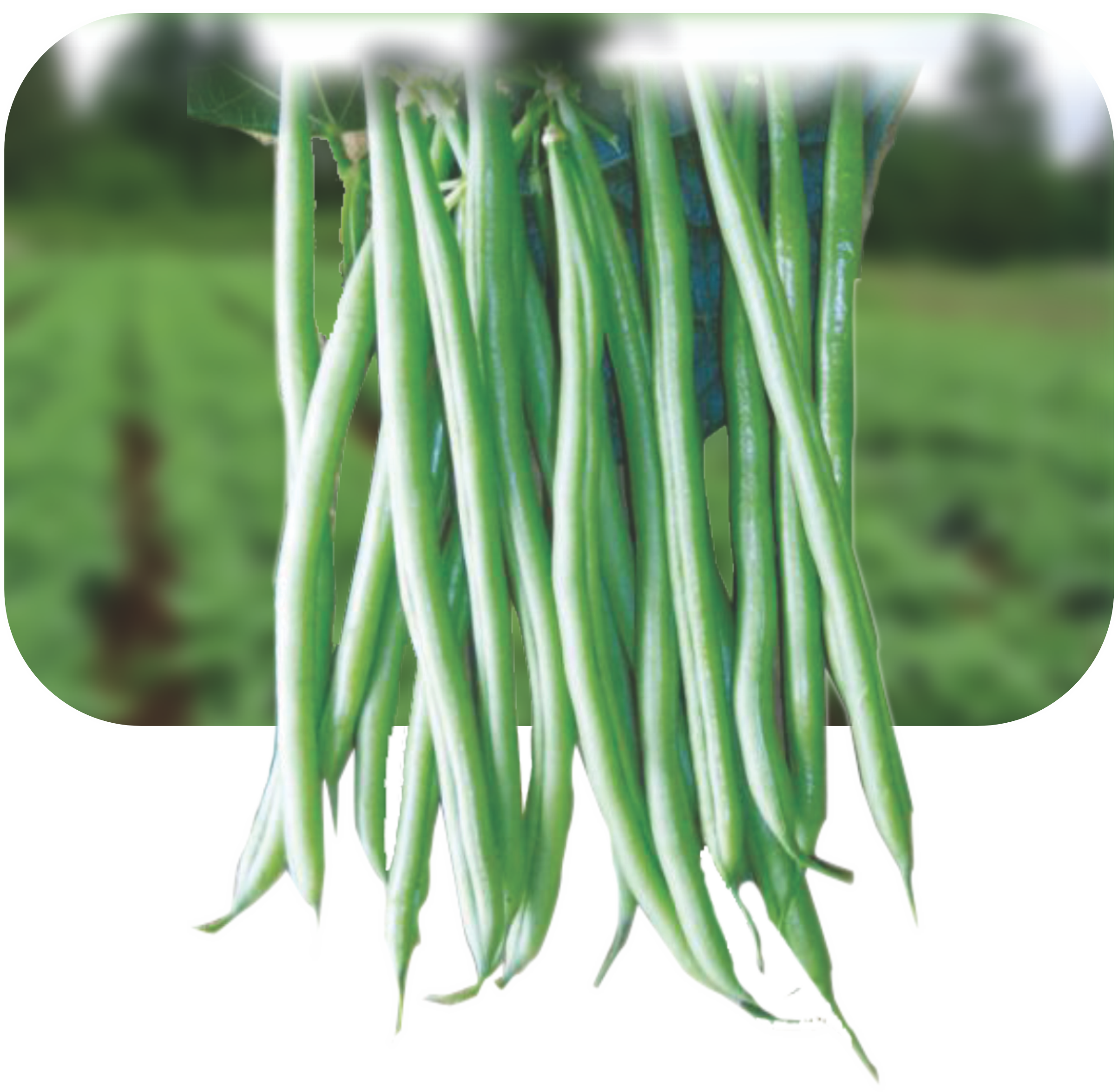 BEAN