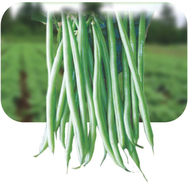 Research Durga 999- Bean Phaseolus Vulgaris