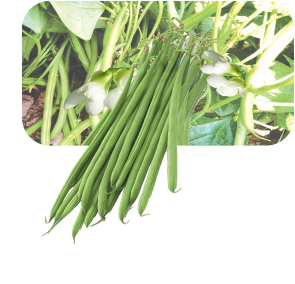 RESEARCH MANVI (POLE BEAN BLACK)
