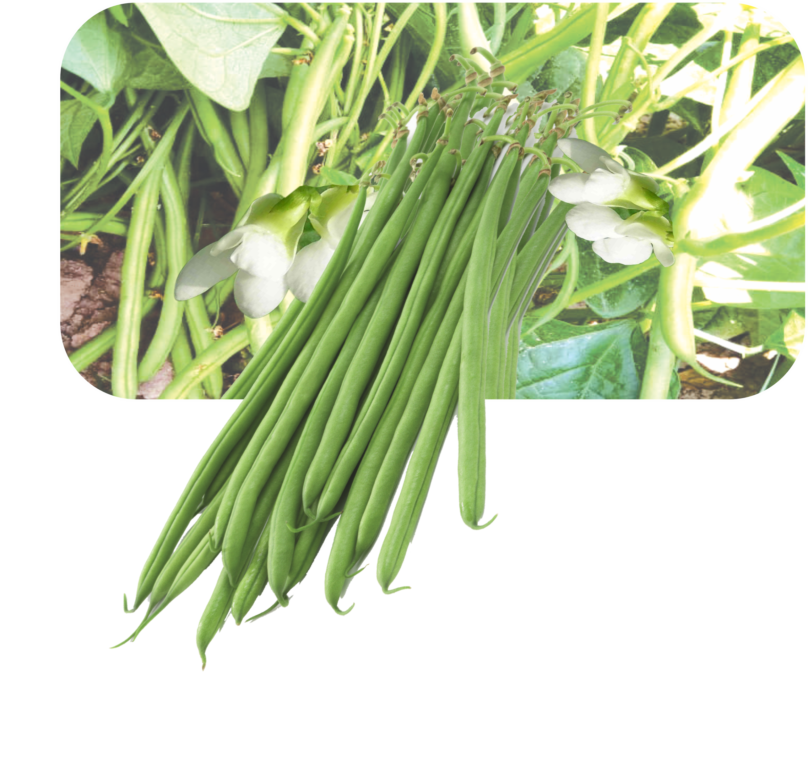 RESEARCH MANVI (POLE BEAN BLACK)