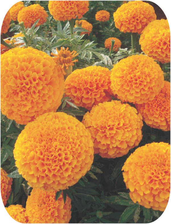 MARIGOLD