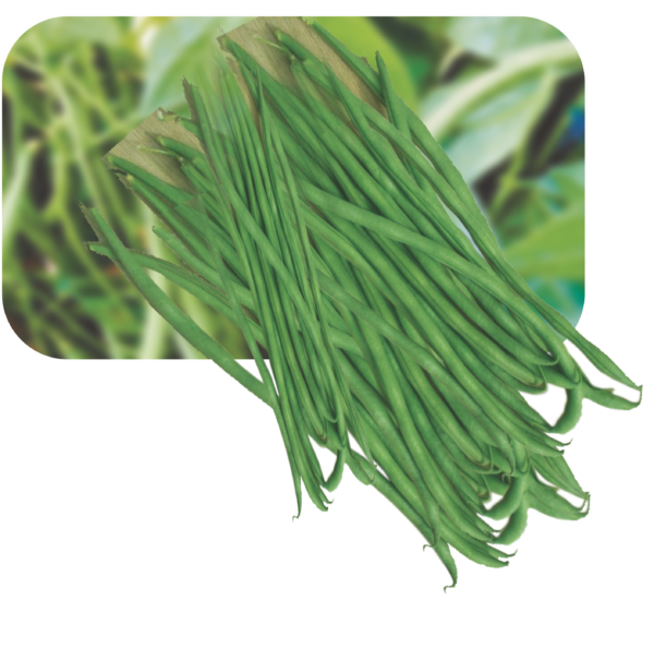 Research Menka (Pole Bean White Seeded)- Bean Phaseolus Vulgaris