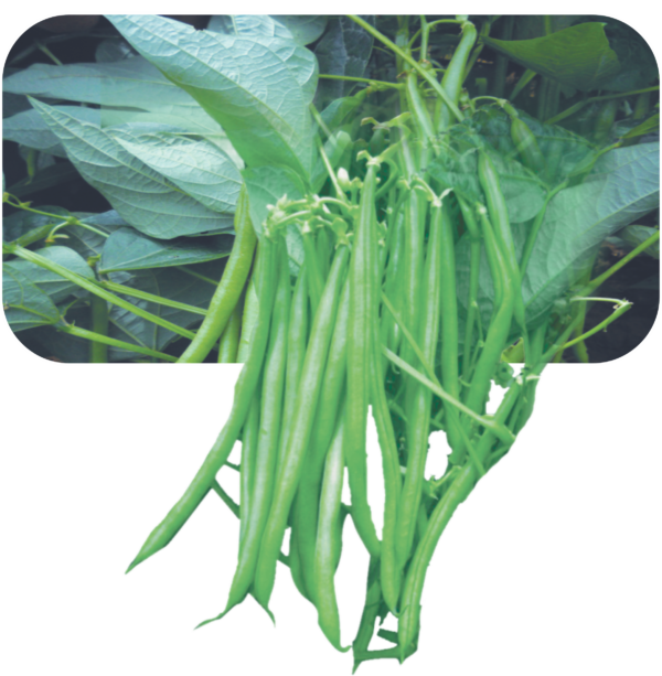 Research Nirmala- Bean Phaseolus Vulgaris