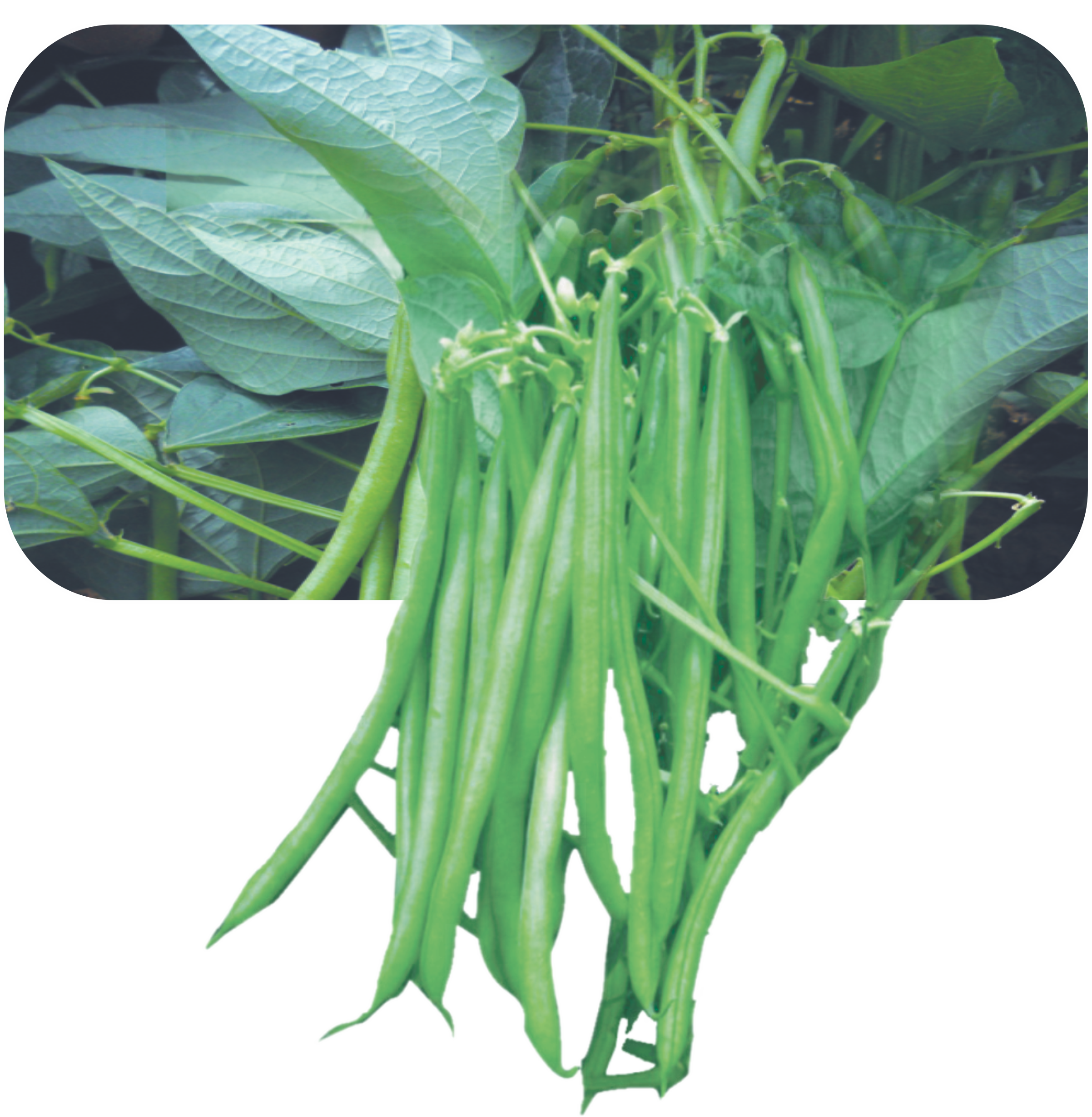 Research Nirmala- Bean Phaseolus Vulgaris