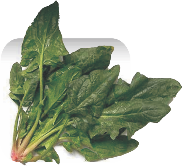 SPINACH