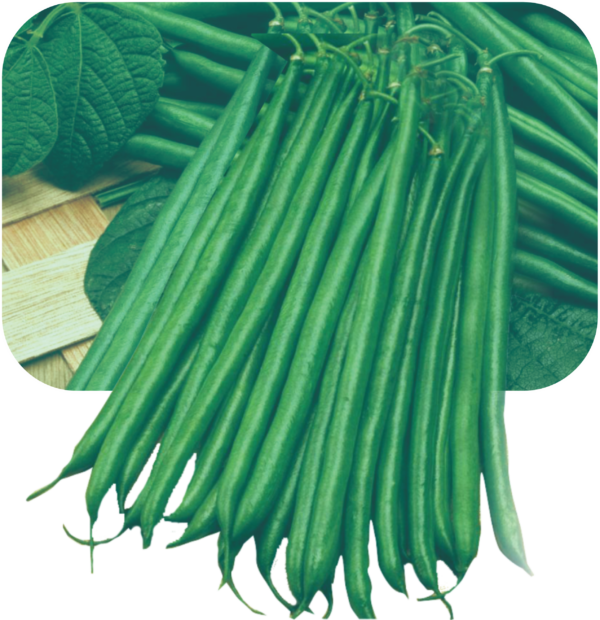 Research Rozy (Anupama) Bean Phaseolus Vulgaris