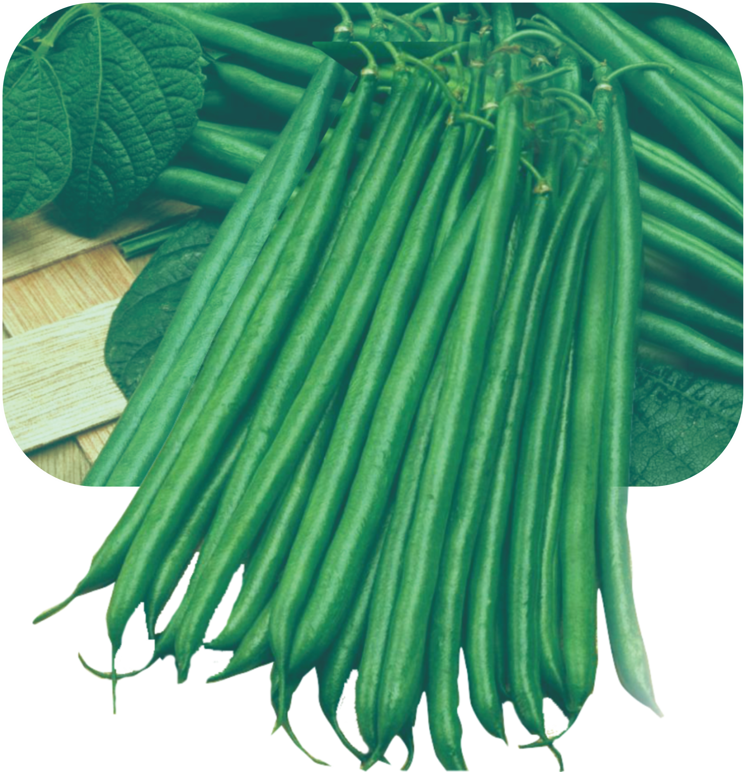 Research Rozy (Anupama) Bean Phaseolus Vulgaris