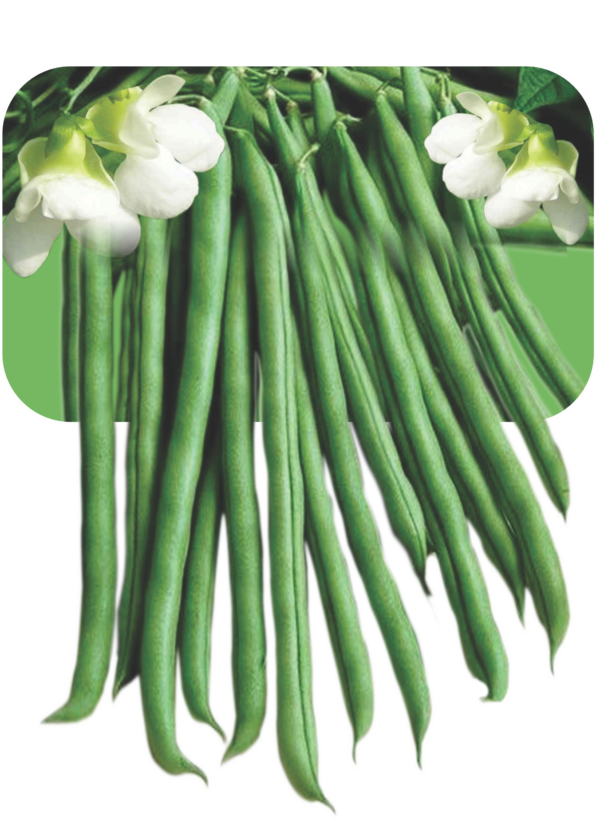 Research Shayamli- Bean Phaseolus Vulgaris
