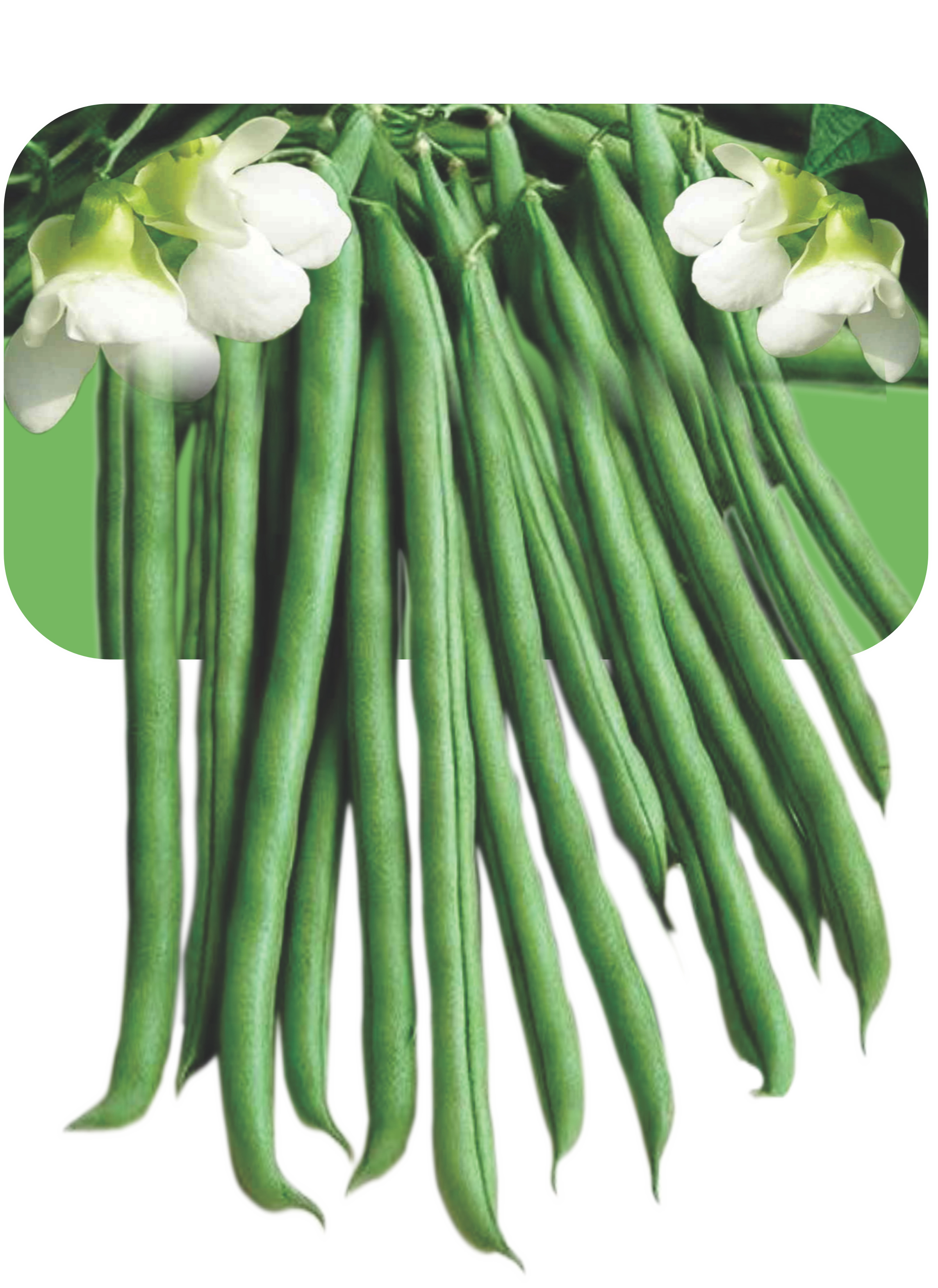 Research Shayamli- Bean Phaseolus Vulgaris