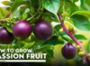 How to Grow Passion Fruit from Seeds