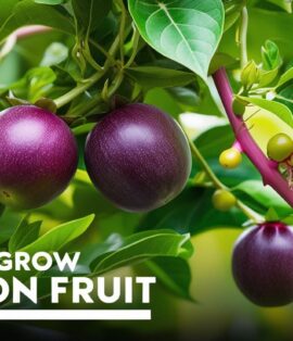 How to Grow Passion Fruit from Seeds